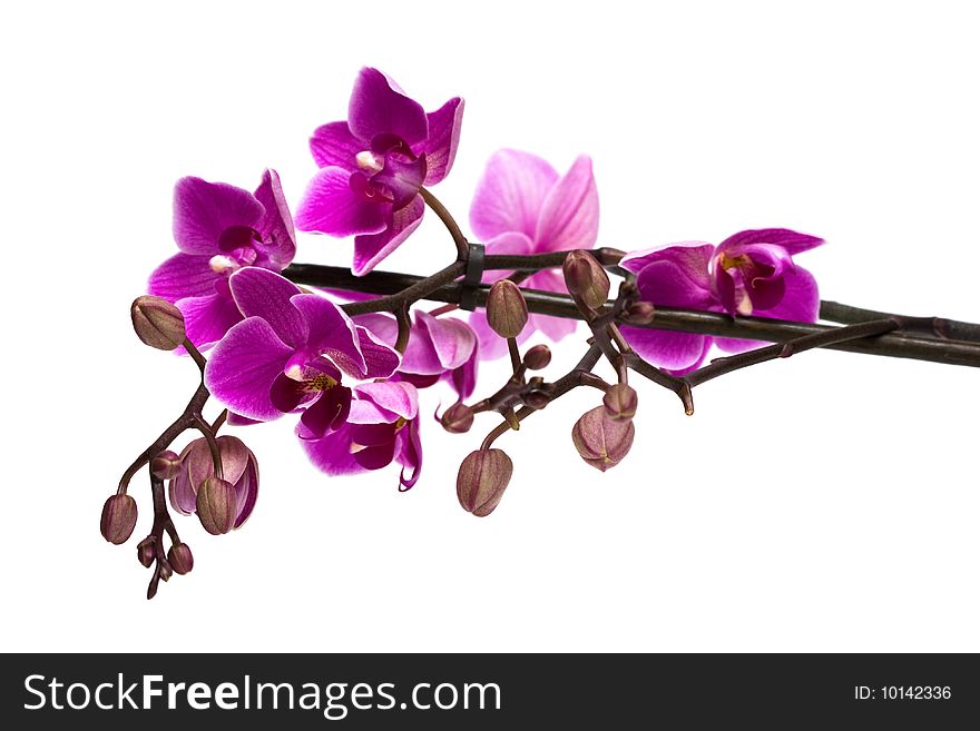 Orchid isolated on white background