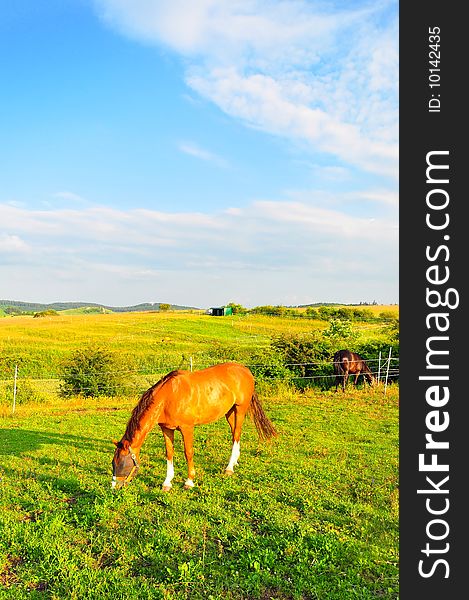 A horse on a green meadow, swabian alb, Baden-Wuerttemberg, Germany. A horse on a green meadow, swabian alb, Baden-Wuerttemberg, Germany