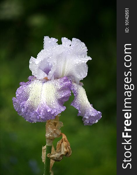 Iris with water drops on the petals after rain. Iris with water drops on the petals after rain