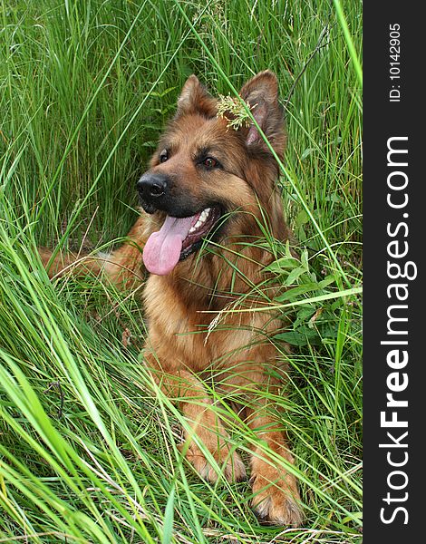 The German shepherd lies in a grass on a glade