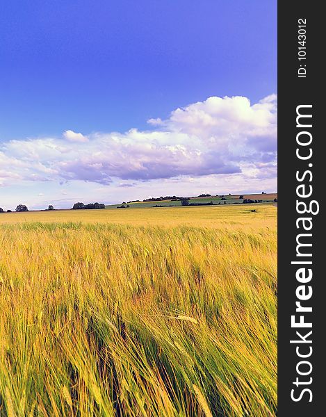 A wheat field in late spring, southwestern Germany