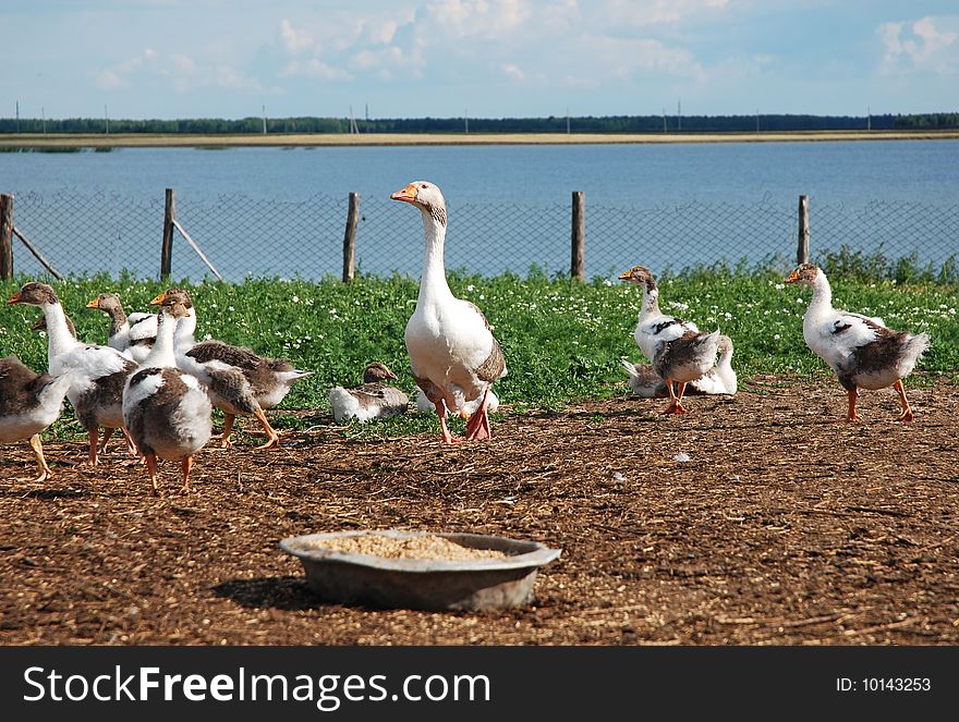 Flock of domestic geese in the pen