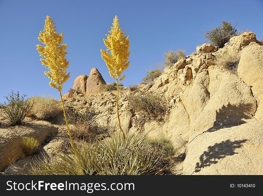 Two Desert Cactus Blossoming in Joshua Tree National Park, California