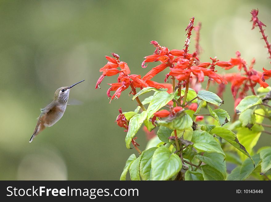 A hummingbird goes in to feed on a red flower. A hummingbird goes in to feed on a red flower.