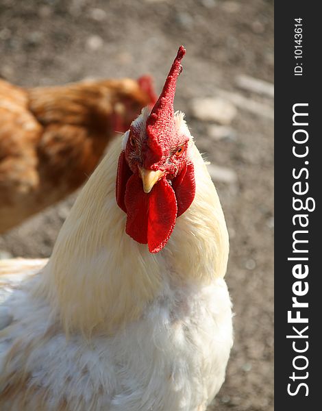 a proud cock,on the farm