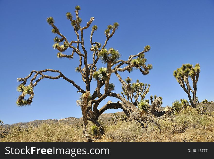 The Famous Joshua Tree in Joshua Tree National Park, California. The Famous Joshua Tree in Joshua Tree National Park, California