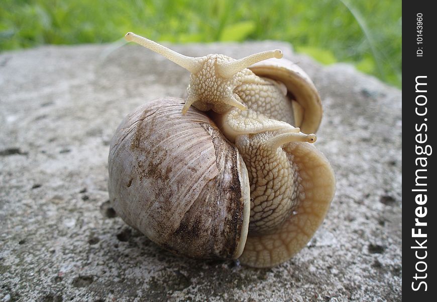 Big snails love and big kiss