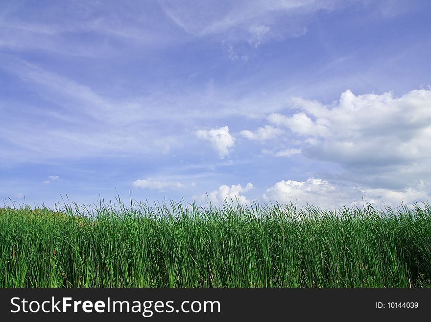 Tropical grass field and blue sky in summer of Thailand