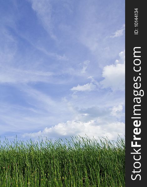 Tropical grass field and blue sky in summer of Thailand