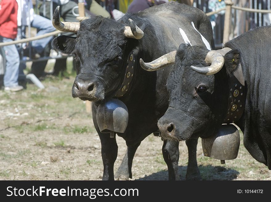 Two cows in the ring for combat