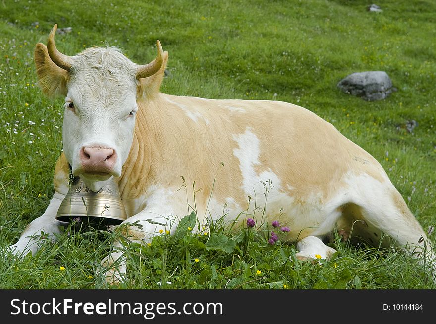 Brown And White Cow In Mountain Pasture