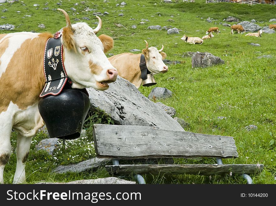 Brown And White Cow In Mountain Pasture