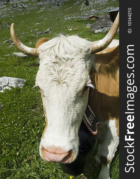 Face of a brown and white cow in mountain pasture