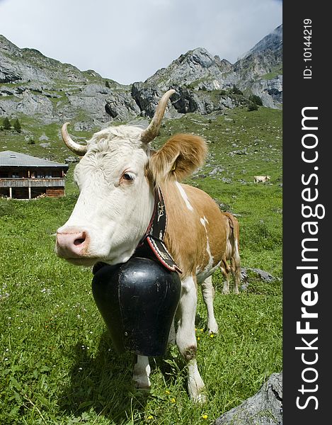 Brown and white cow in mountain pasture