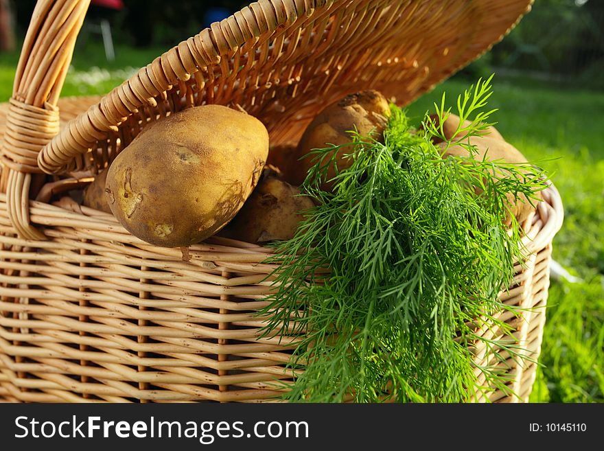 Raw potato and  fennel in  basket