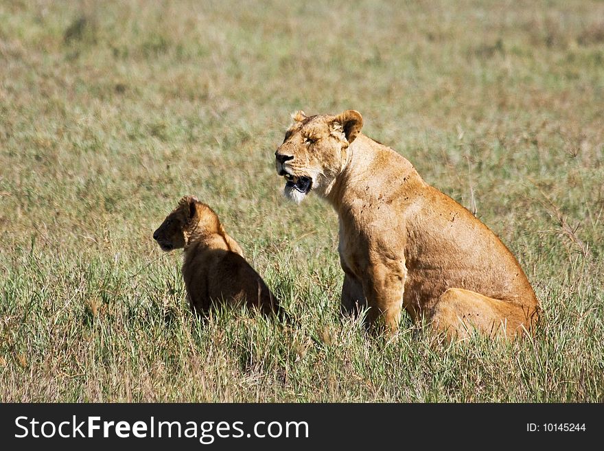 Lioness and Cub in Ngorongoro