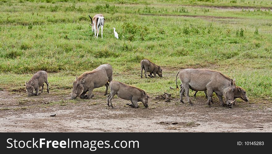 Warthog family grazing in Ngorongoro Conservation Area, Tanzania. Warthog family grazing in Ngorongoro Conservation Area, Tanzania.