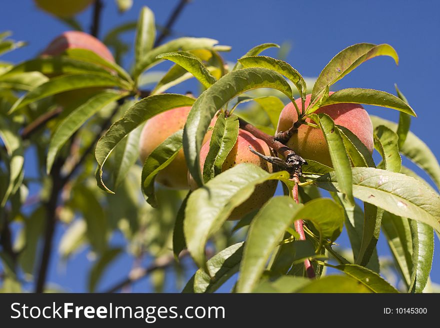 Fresh peach on the tree in the morning light.