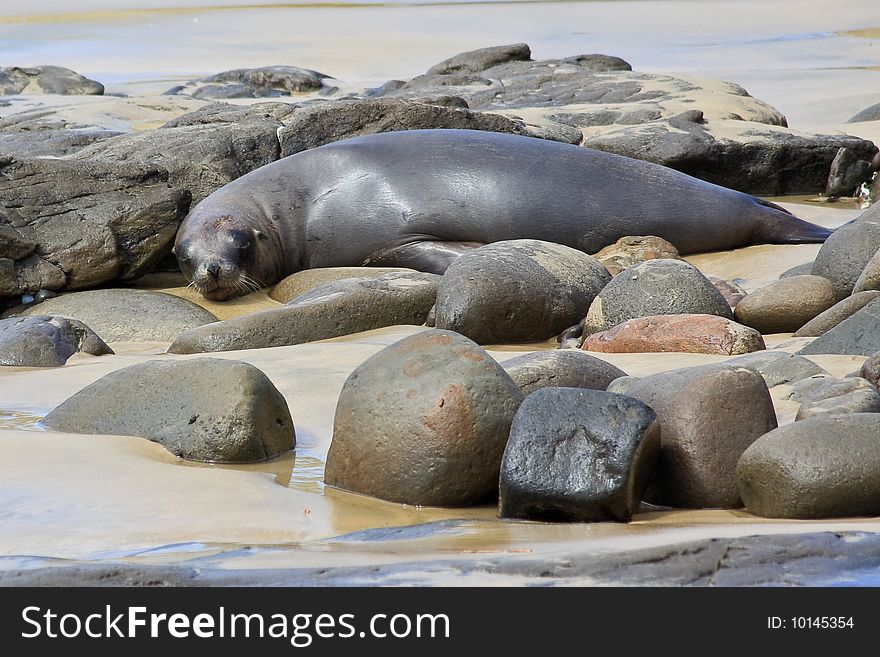 Fur seal napping at Curio Bay, New Zealand South Island.