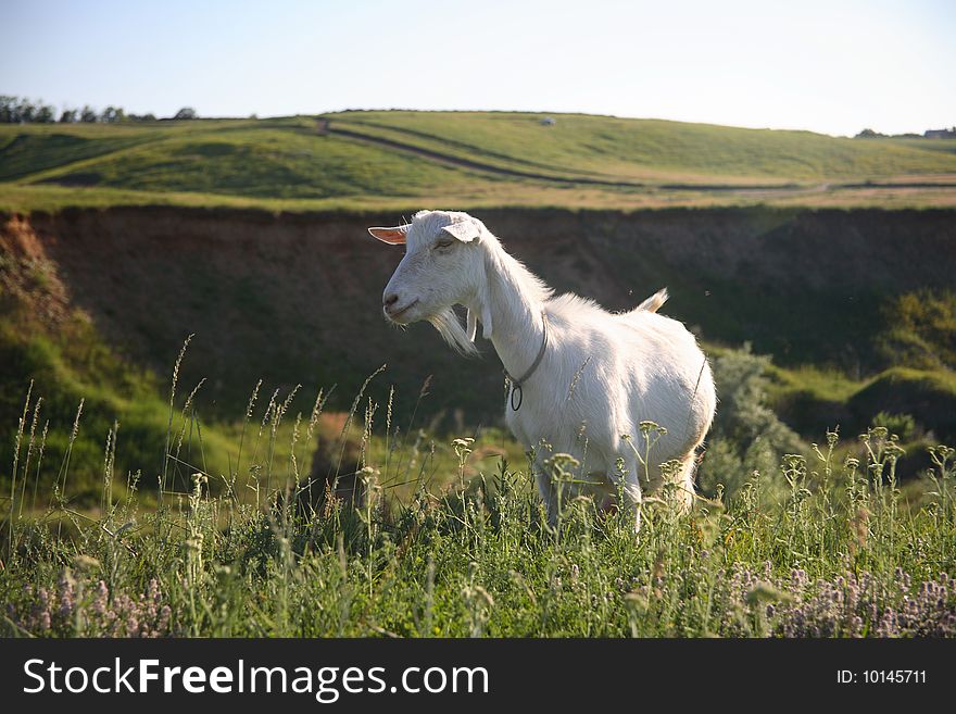 Goat on the green field in front of the beautiful sky