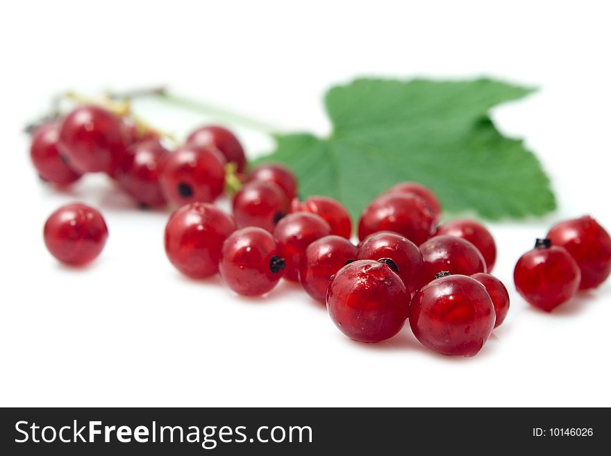 Sprig of red currant on a white background. Sprig of red currant on a white background