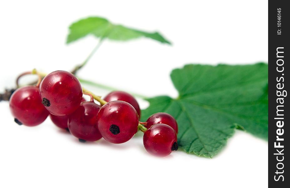 Sprig of red currant on a white background. Sprig of red currant on a white background