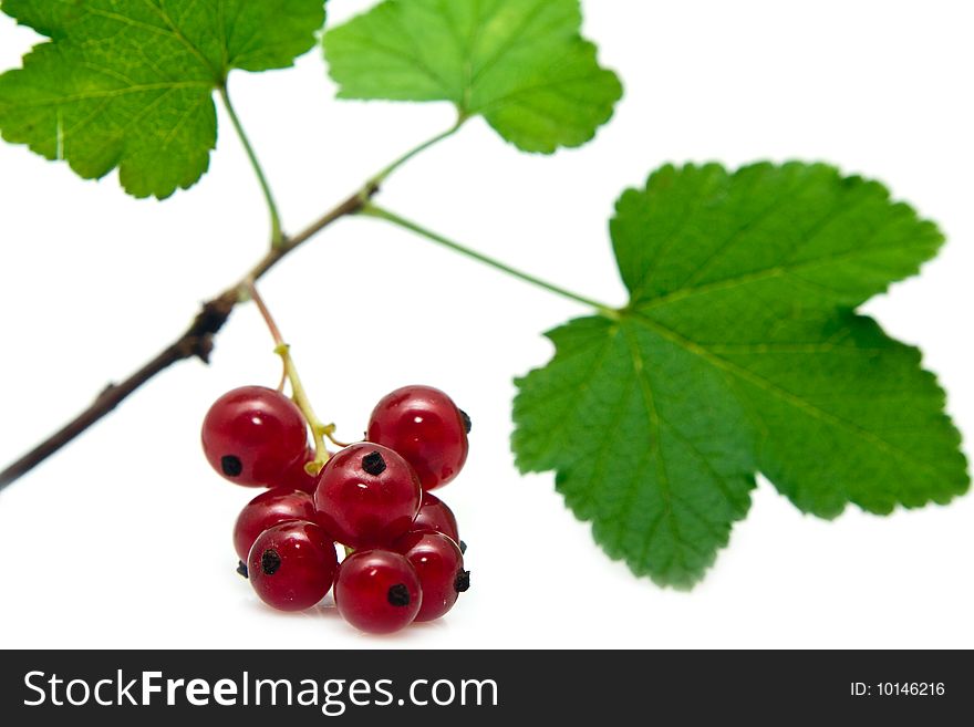 Sprig of red currant on a white background