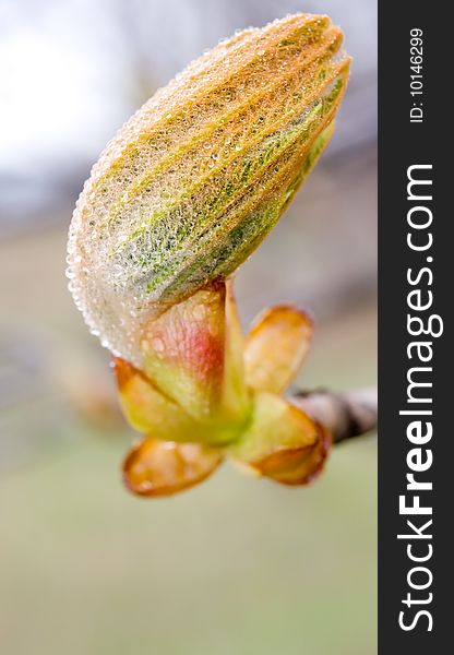 Macro of tree branch with bud