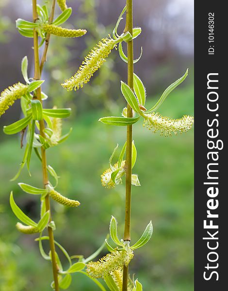 Fluffy yellow catkins closeup image