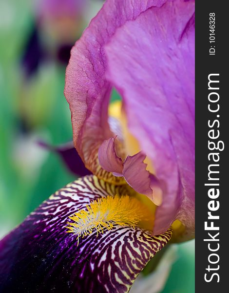 Beautiful violet iris closeup background