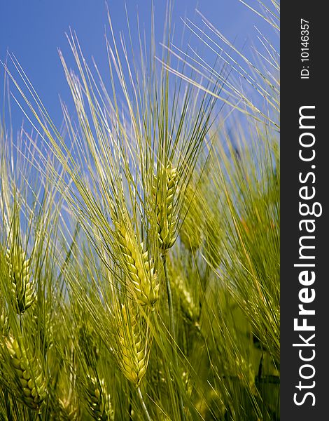 Green rye over blue sky background