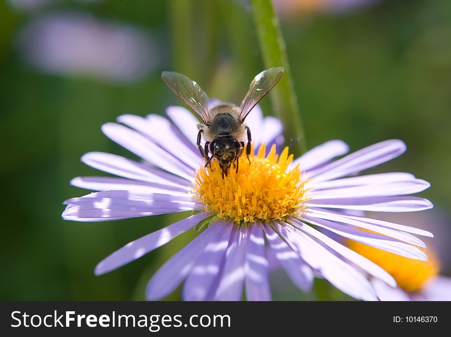 Fine blue flower macro with bee harvesting honey
