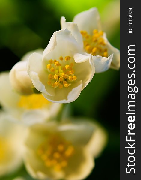 Beautiful white flowers