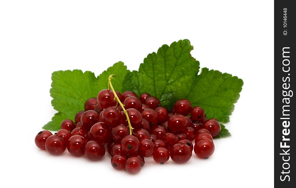 Sprig of red currant on a white background. Sprig of red currant on a white background