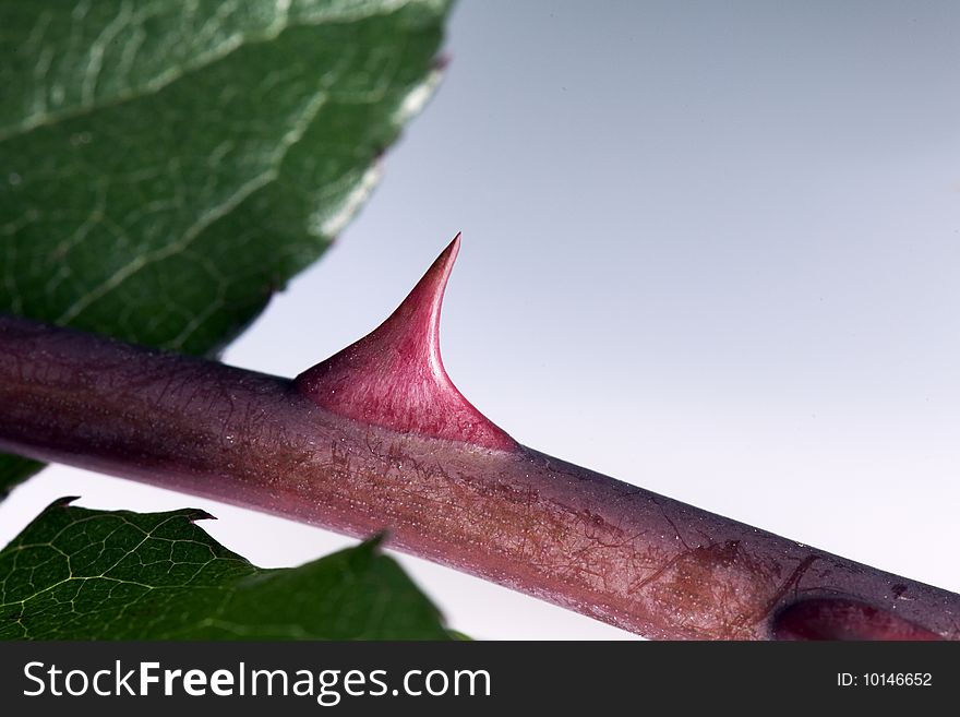 Close up of a rose thorn
