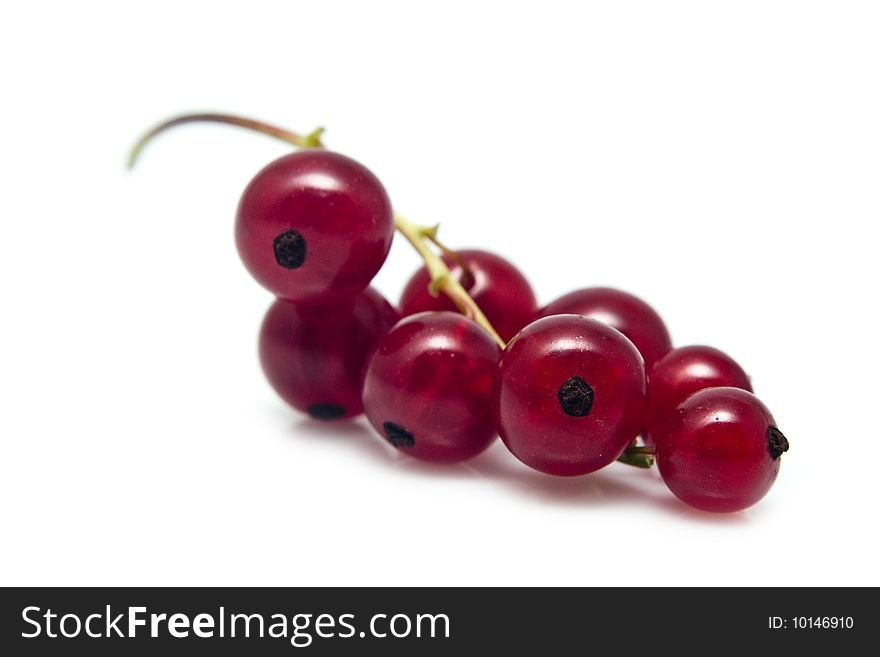 Sprig Of Currant
