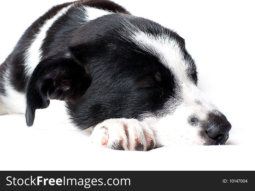 Border Collie Puppy