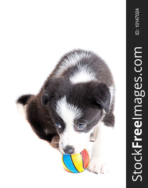 Border collie puppy playing with colorful ball