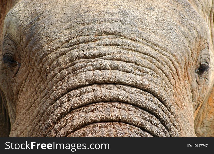 Close-up of elephant's head and trunk. Close-up of elephant's head and trunk