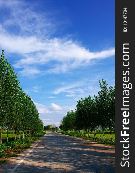 A road astride trees on fine days