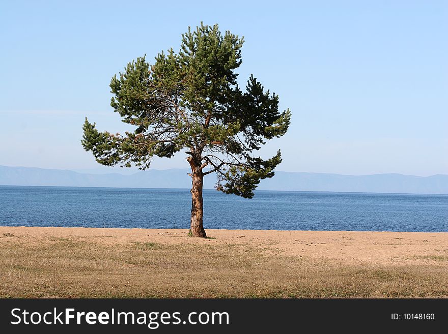 Lone pine tree grew on the lake shore, seized firmly rooted in the sand. Lone pine tree grew on the lake shore, seized firmly rooted in the sand