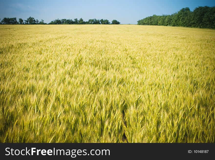 Farm field with wheat plant