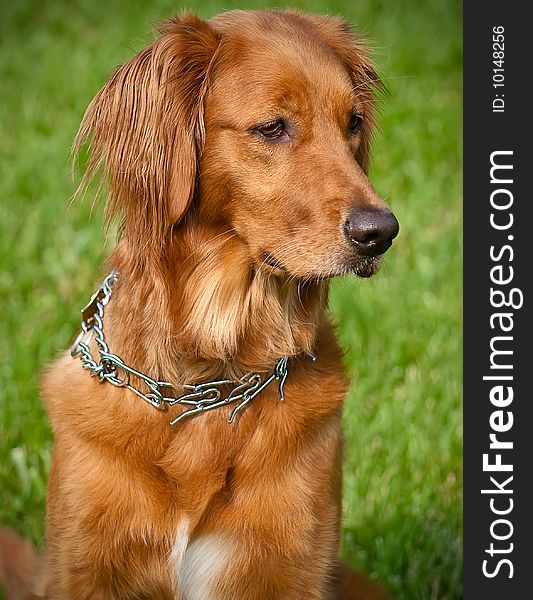 Golden retriever paying attention... Waiting for a command. Golden retriever paying attention... Waiting for a command.