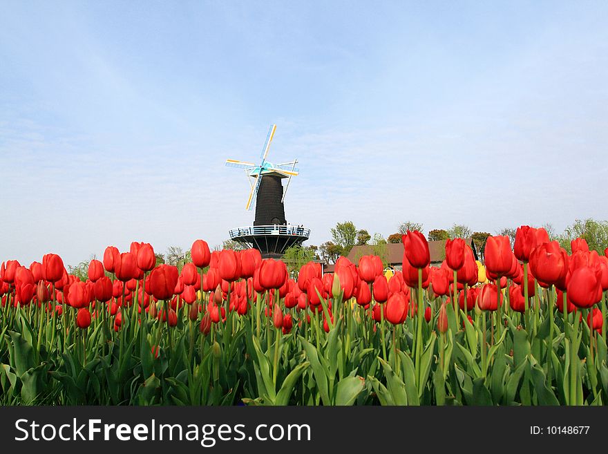 Windmill with many red tulips in front