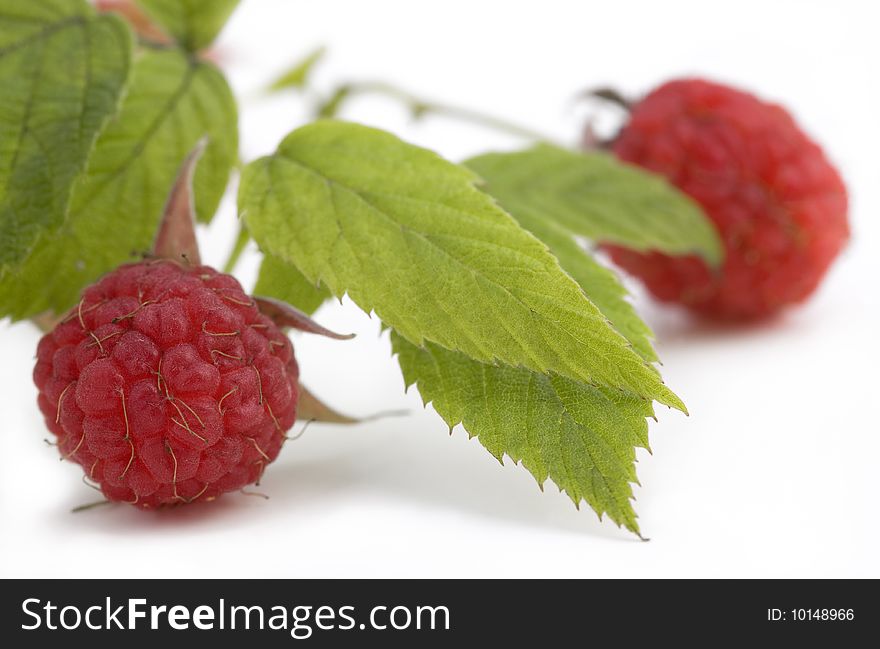 Fresh ripe raspberries on bush, isolated on white background, with shadow