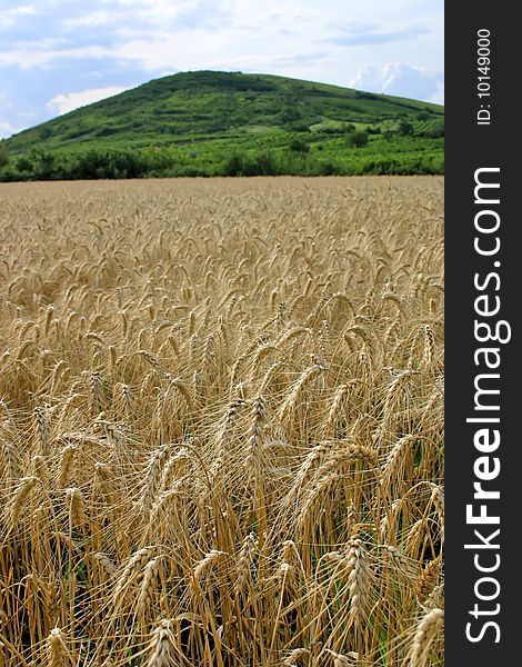 Wheat field at the time of harvest. Wheat field at the time of harvest