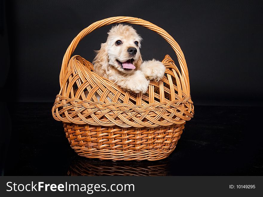 Little cocker spaniels in a wicker basket. Little cocker spaniels in a wicker basket