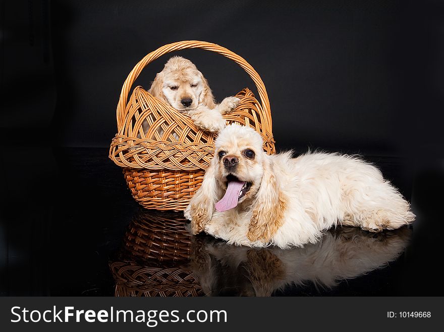 Little cocker puppies in a wicker basket