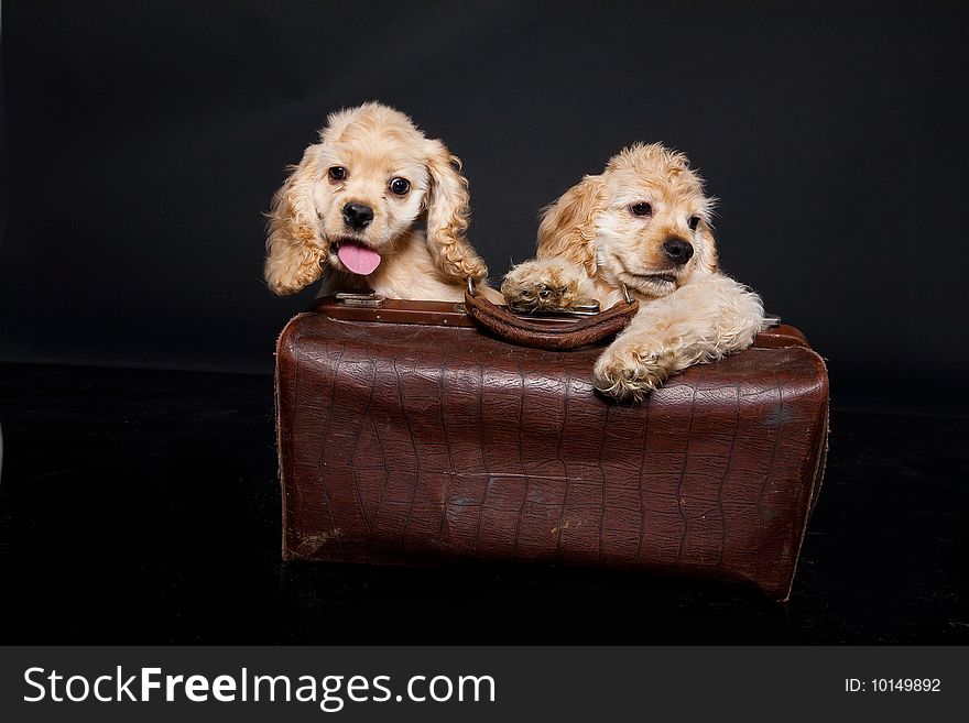 Cocker Puppies