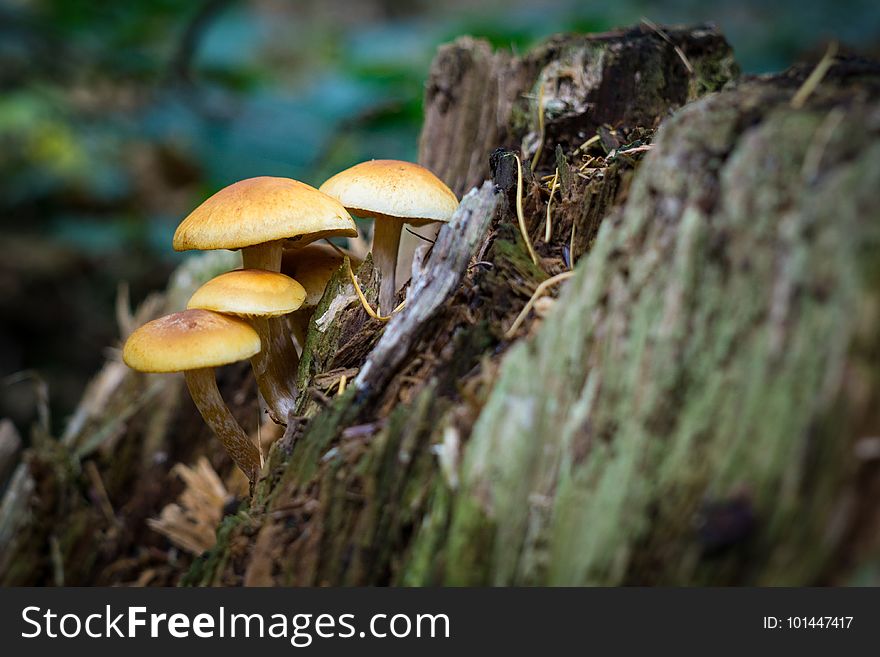 Mushroom, Fungus, Edible Mushroom, Flora